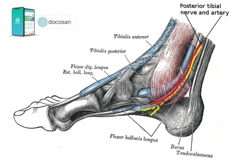Hội chứng Ống cổ chân (Tarsal Tunnel Syndrome - TTS)